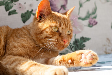 Domestic orange cat lies on a bed and looks away with interest. Close-up portrait - 706327164