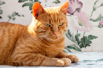 Close-Up Portrait of a Cute Domestic Orange Cat, Lying on a Bed, Gazing Sleepily Away with...