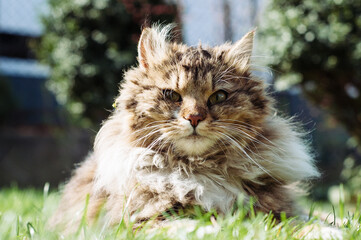 Gray fluffy cat lies on the green grass of the lawn. Close-up portrait. - 706327370