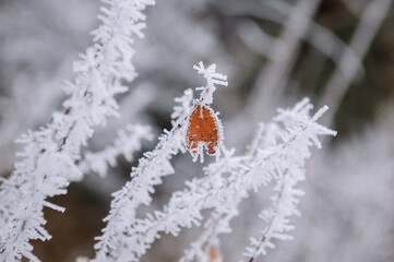 One dry leaf covered with hoarfrost on the tree branch