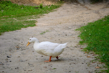 White duck are walking on the ground - 706327561