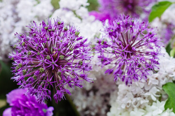 Beautiful purple giant onion close up - 706327707