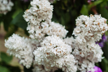 White lilac is blooming. Flowers of white lilac
