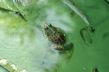 Close up of green frog sitting on lily pad