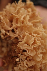 Details of a cauliflower fungus mushroom