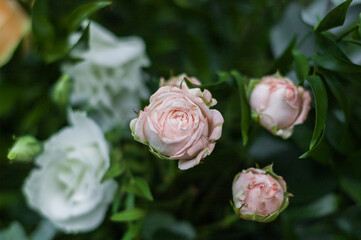 Pale pink roses in flower arrangement