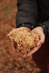 Woman holding cauliflower fungus mushroom