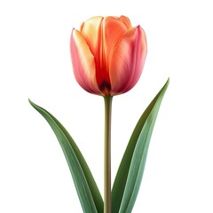 Portrait Tulip Flower On White Background, White Background, Illustrations Images