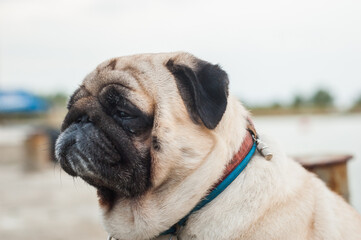 Pug looking away. Close up portrait of thoughtful doggy - 706331134