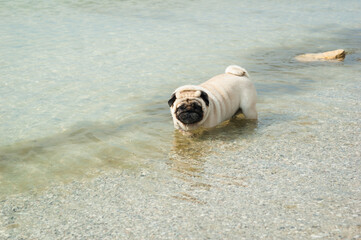 pug standing and relaxing in the sea in hot summer day - 706331153