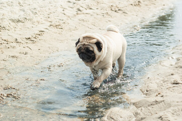 Pug walks through the water on the sea sandy shore. Dog trying to cool down on a hot sunny summer day - 706331178