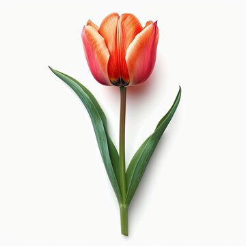 Portrait Tulip Flower On White Background, White Background, Illustrations Images