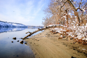 A fallen tree on the bank of the Dnipro River, Zaporizhzhia, Ukraine, winter. - 706331371