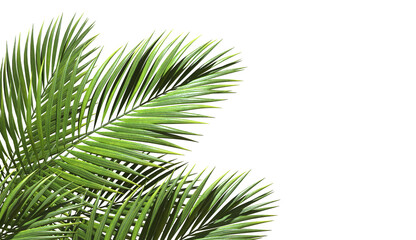 Realistic palm leaves shrubs corner on transparent backgrounds 3d rendering png - obrazy, fototapety, plakaty