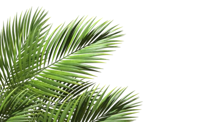Foto op Aluminium Realistic palm leaves shrubs corner on transparent backgrounds 3d rendering png © Krit