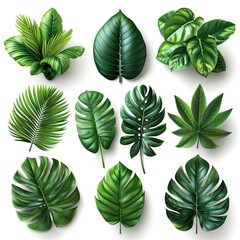 Fototapeta premium Set Green Tropical Leaves On White, White Background, Illustrations Images