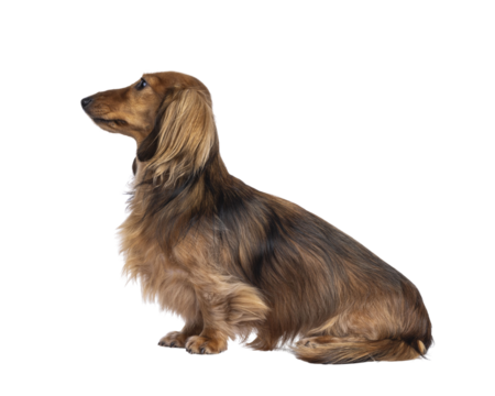 Cute smooth longhaired Dachshund dog aka teckel, sitting up side ways. Looking side ways away from camera. Isolated cutout on a transparent background.