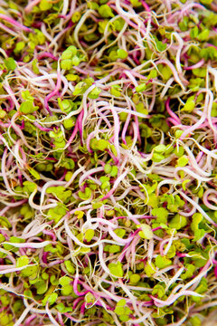 Close up of Sango Radish Sprouts
