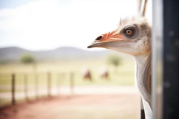 Fotobehang a curious ostrich near a viewing point © Natalia