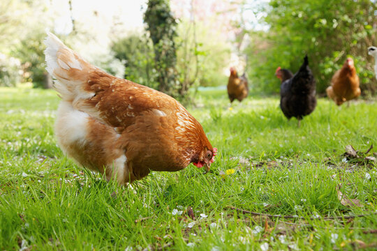 Chickens roaming in green grass
