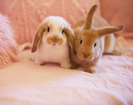 Two Rabbits on Pink Sofa
