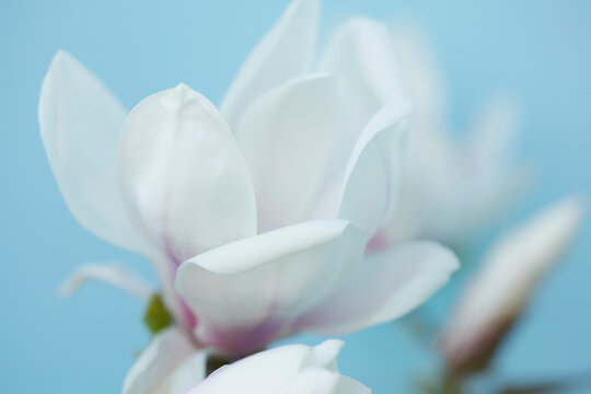 Close up of Magnolia Flower
