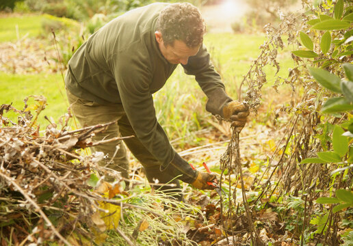 Gardener Cutting Weeds
