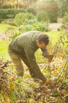 Gardener Cutting Weeds
