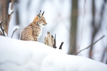 Fotobehang lynx perching quietly on a snowy forest hillock © Natalia