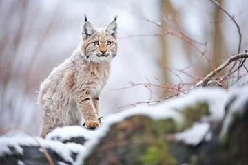 Fototapeten lynx standing alert by frosted shrubs © Natalia