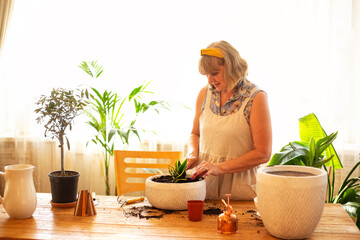 Smiling caucasian senior woman in apron working in home garden, watering houseplant after transplanting - Powered by Adobe