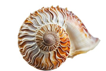 A close up view of a shell resting on a white surface. Suitable for various uses