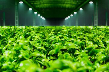 Advanced Indoor Hydroponic Farm System with Lush Green Plants