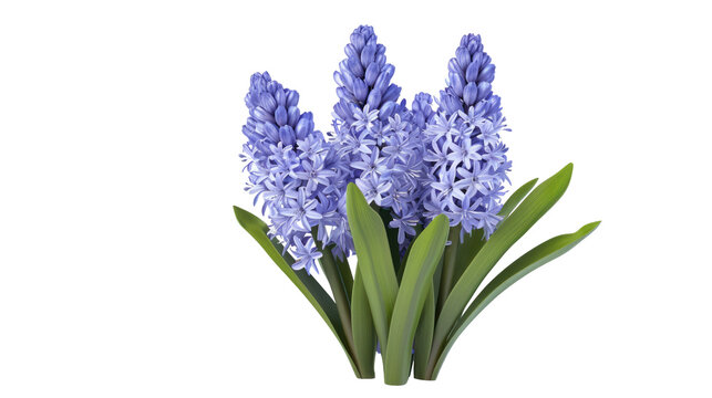 Bouquet of hyacinth flower plant with leaves isolated on transparent background. 3D rendering