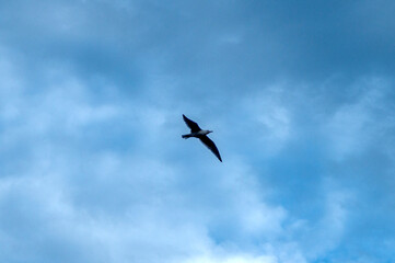 Fototapeta na wymiar Seagull flying and gliding
