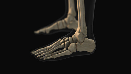 Medical animation of the talus bone pain - obrazy, fototapety, plakaty