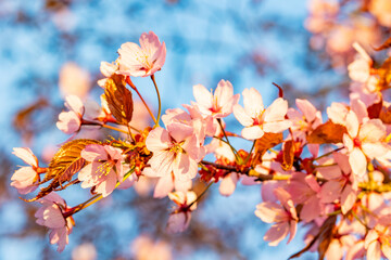 blossom in spring