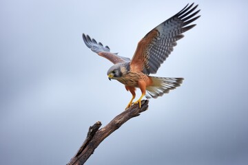 Fototapeta premium kestrel maintaining hover position against a backdrop of stormy skies