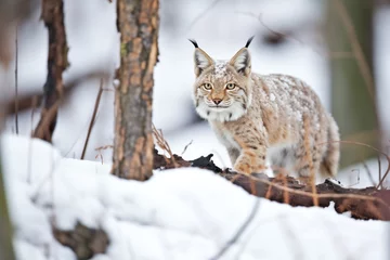Wandcirkels aluminium lynx on the hunt, camouflaged in snowy woods © Natalia