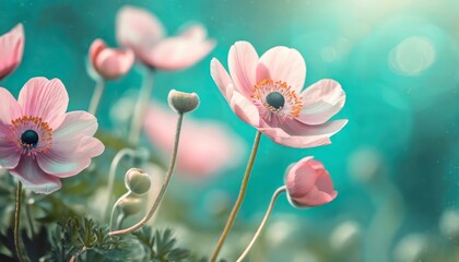 Pink flowers of anemones in summer spring close-up on turquoise background with soft selective focus