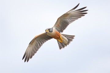 merlin with spread tail feathers during maneuver - obrazy, fototapety, plakaty
