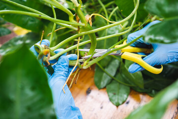 home gardening, a woman with blue gloves propagating plant by snipping and partial submerge plant...
