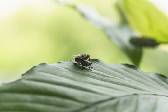 Close up flies mating on green leaf
