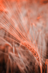 barley spike against the background of a ripening crop, selective focus. High quality photo