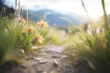 Fotobehang pumas tracks surrounding alpine wildflowers © Natalia