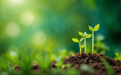 growing shoots, green nature bokeh background, natural lighting, growing concept, green planet
