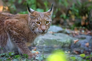 Lynx in the forest a portrait
