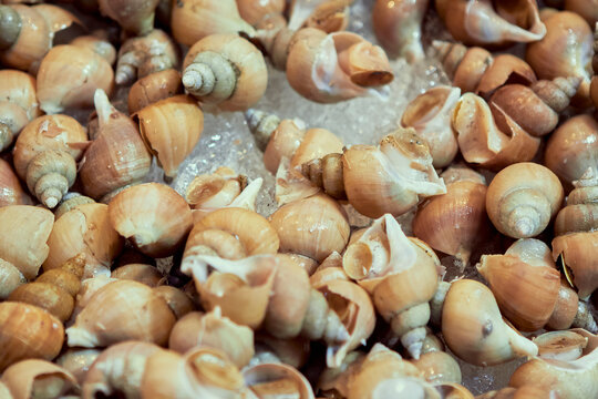 Close up whelk shellfish on ice
