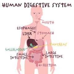 Human digestive system in flat cartoon style. Organs of digestion.