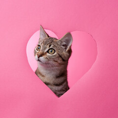 kittens in heart
